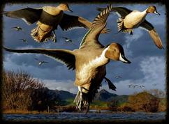 Texas Duck Hunting