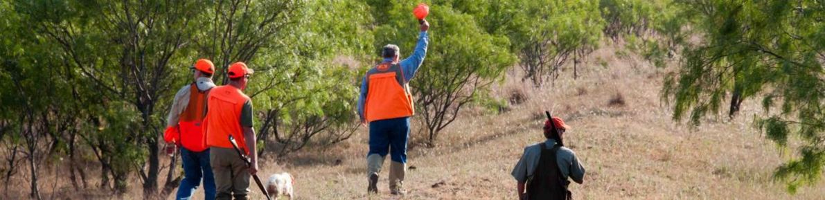Texas Quail Huning